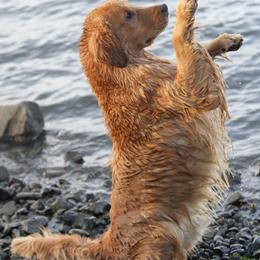 Golden Retrievers from Rush Hill Golden Retrievers