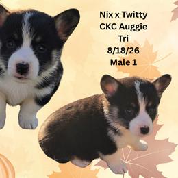 Male 1 - Black and white male American Corgi puppy in Campbellsburg, Indiana from Kates Corgis