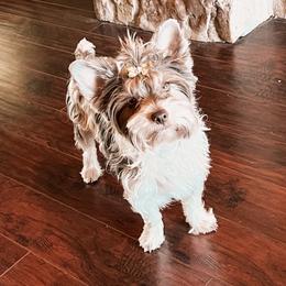 Yorkshire Terrier puppies from Krista's Fur Babies