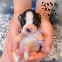 Equinox (Knox) - White black and tan male Papillon puppy in Coatesville, Indiana from Wendy’s Wings