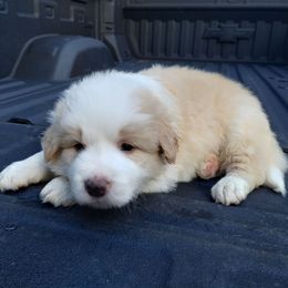 Gold and white - Gold male Border Collie puppy in Alabama from Manor Farms Border Collies