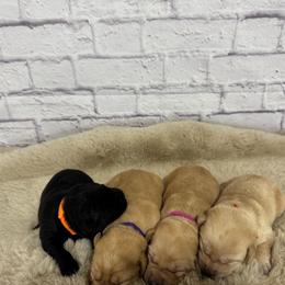 Sixth Pick Male - Black male Labrador Retriever puppy in Edgewood, New Mexico from Pageant Paws LLC