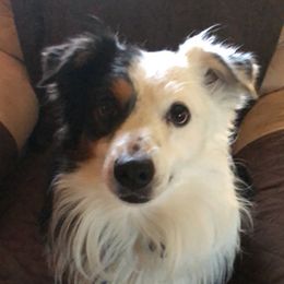 Gunner - Miniature Australian Shepherd