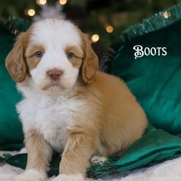 Boots - Caramel male Australian Labradoodle puppy in Redding, California from Shasta Royal Monroe Puppies