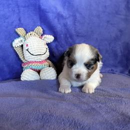 Puff - Blue merle female Miniature American Shepherd puppy in Ewing, Kentucky from Bright Hope Aussies