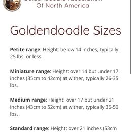 Cavapoo, Cockapoo, Goldendoodle, and Poodle Puppies from Clad Doodles