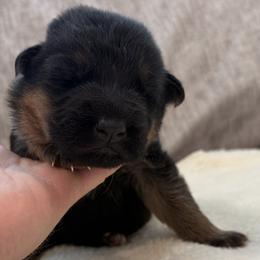Boy 2 - Black and red male German Shepherd puppy in Battle Ground, Washington from Purebred Elite Shepherds