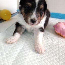 Serenade - Black white and tan female Shetland Sheepdog puppy in Aliquippa, Pennsylvania from Fancypants Shetland Sheepdogs