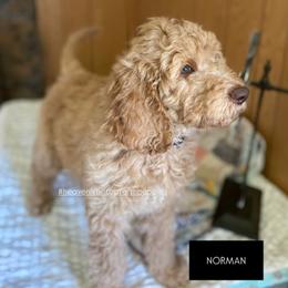 NORMAN - Black Collar - Boy - Apricot male Goldendoodle puppy in Charlo, Montana from Heavenly Hilltop Farm