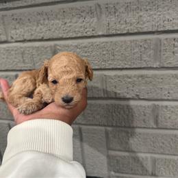 Bentley - Cream male Poodle puppy in Matteson, Illinois from Poudelisse Puppy Studio