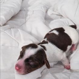 Maple - Piebald female Dachshund puppy in Buckeye, Arizona from Duran Dachshunds