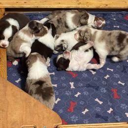 Red Merle Male 4 Bahr - Red merle male Australian Shepherd puppy in Rolla, Missouri from Lazy J Aussies
