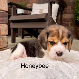 Honeybee - Black tan and white female Beagle puppy in Mansfield, Missouri from Rippee Creek Kennel