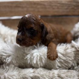 Stetson - Sable male Poodle puppy in Ault, Colorado from The Peaks Premium Poodles