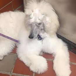 Poodles from Stephanie Zag's Poodles