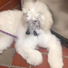 Poodles from Stephanie Zag's Poodles