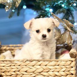 Bear - Cream and white male Chihuahua puppy in Oviedo, Florida from ROYALCHIHUAHUAPUPPY