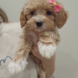 Aussiedoodle, Cockapoo, and Goldendoodle Puppies from Hilltop Doodles KY LLC