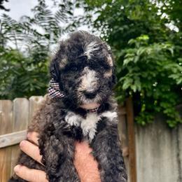 Chase - Sable male Bernedoodle puppy in Holt, Missouri from Mindys Doodles