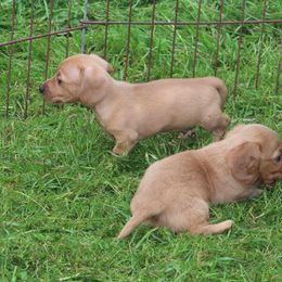 Dachshund and Pug Puppies from Wiggle'n V Ranch