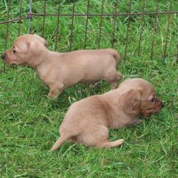 Dachshund and Pug Puppies from Wiggle'n V Ranch