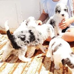 Aussiedoodles, Goldendoodles, and Sheepadoodles from UpNorth Pups