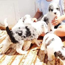 Aussiedoodles, Goldendoodles, and Sheepadoodles from UpNorth Pups