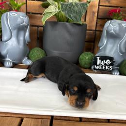 River - AKC - Black and tan male Dachshund puppy in Miami, Florida from Oscar's Dachshunds
