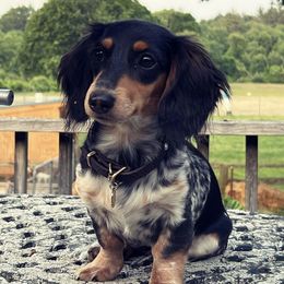Dachshunds from Diamond K Doxies