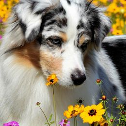 Australian Shepherds from Golden Gait Australian Shepherds