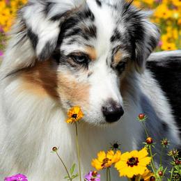 Australian Shepherds from Golden Gait Australian Shepherds