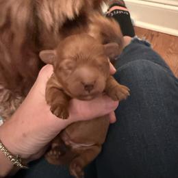 Blue Collar - Apricot male Cavapoo puppy in Flowery Branch, Georgia from Hannah's Pups