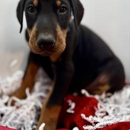 Blue - Black and rust male Doberman Pinscher puppy in Medina, Tennessee from Valorosa Doberman Kennel