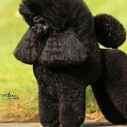Al - Poodle