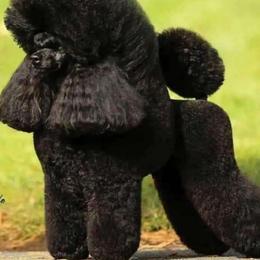 Al - Poodle