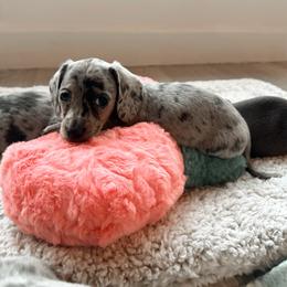 Honora - Dapple female Dachshund puppy in San Diego, California from Enchantables