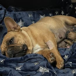 French Bulldog puppies from Golden Oak Gypsy