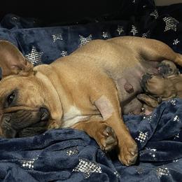 French Bulldog puppies from Golden Oak Gypsy