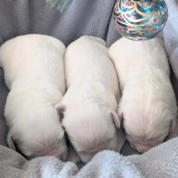 Plato - Light golden male Golden Retriever puppy in Walnut Grove, Missouri from Forever Your Puppies