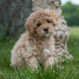 Penelope - Cream female Cavapoo puppy in Gurdon, Arkansas from Franklin Ranch Pups