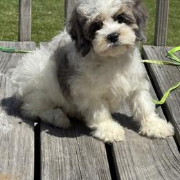 Taffy - Merle male Cockapoo puppy in Berea, Kentucky from Blair’s Furry Friends
