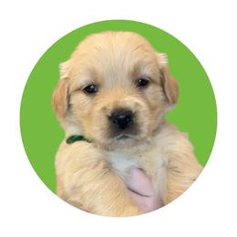 Green Girl - Golden female Golden Retriever puppy in Albany, Georgia from Sassafras Goldens