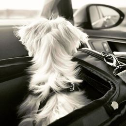 Maltese All Grown Up from MiaMiaMaltese Colorado