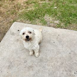 Lulu - Maltipoo