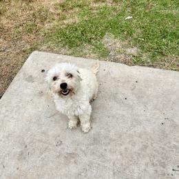 Lulu - Maltipoo