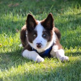 Border Collie Puppies from Willow Spring Border Collies