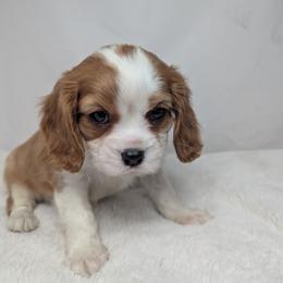 Dasher's video - Blenheim male Cavalier King Charles Spaniel puppy in Seymour, Missouri from Painted Blessing's AKC Cavaliers LLC