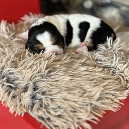 Chestnut - Black brown and white female Basset Hound puppy in Lone Jack, Missouri from Wee Little Bassets