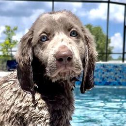 Long Haired Weimaraners and Weimaraners from Wiregrassweimaranerstoo