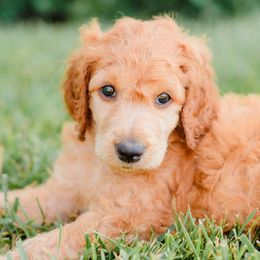 Orange Collar - Apricot Poodle puppy in Nicholasville, Kentucky from Lexington Poodle Company